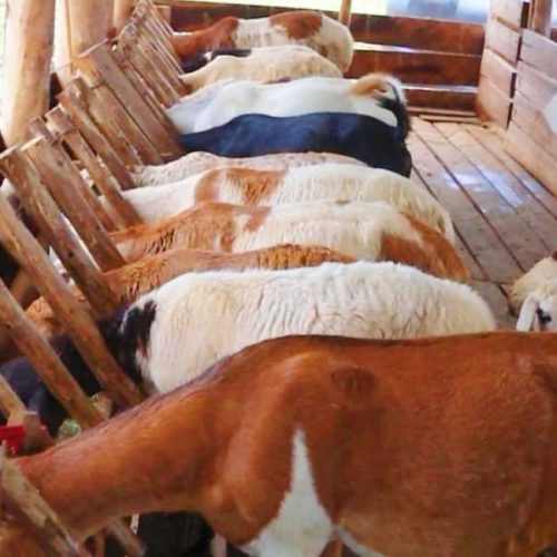Complete Practical Guide to profitable Goat Farming