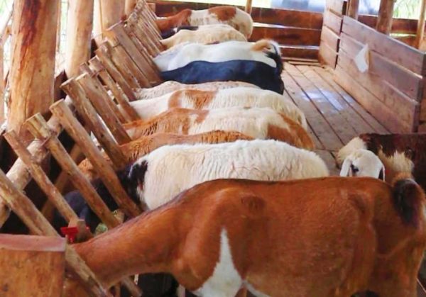 Complete Practical Guide to profitable Goat Farming